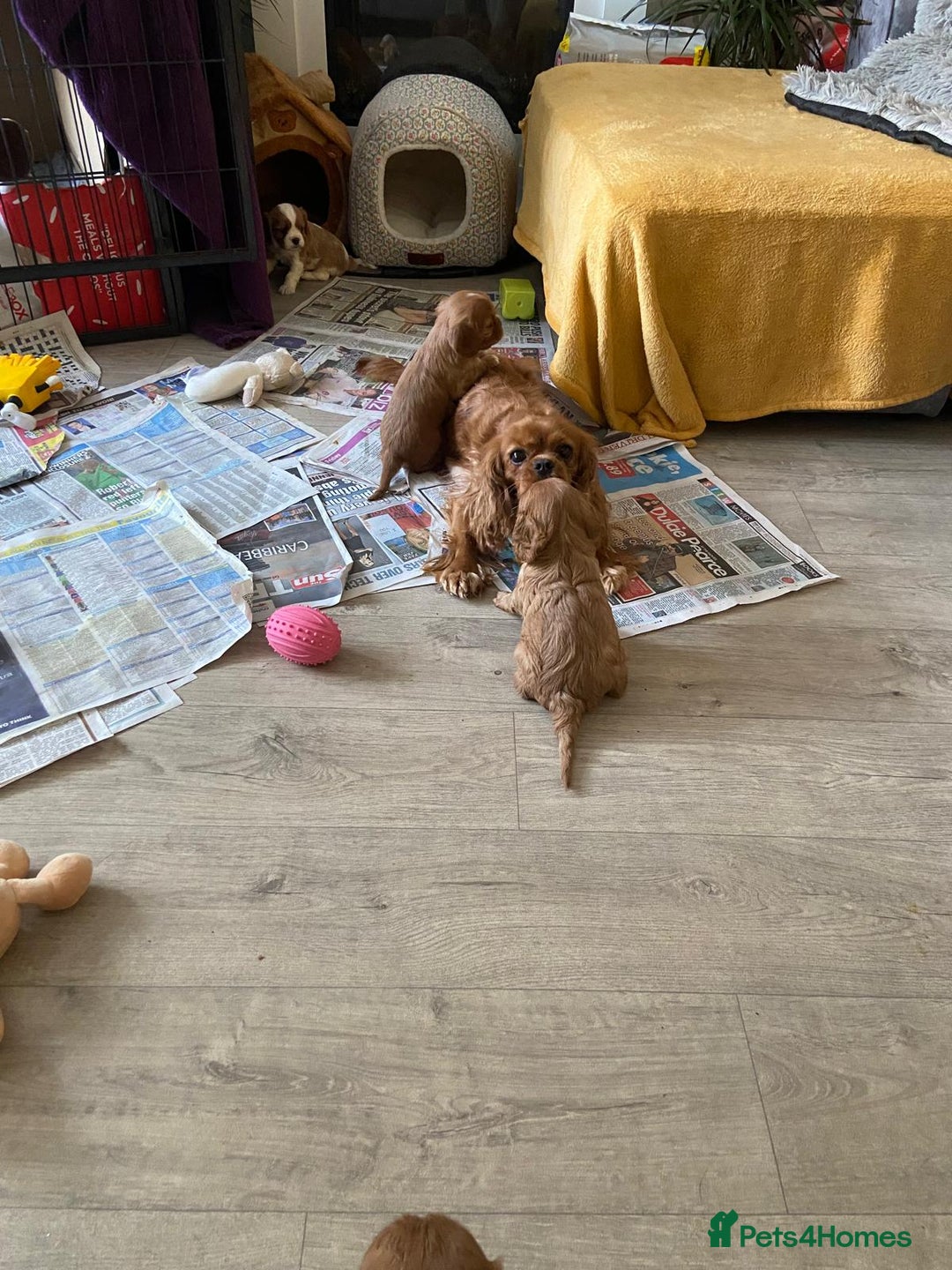 Cavalier King Charles Spaniel dogs for sale: Stunning Cavalier king Charles Spanniel Puppies - Advert 9