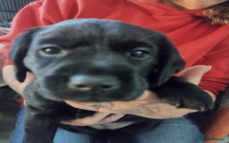 Labrador Retriever dogs for sale: Superb Active Family Dogs - Image 3