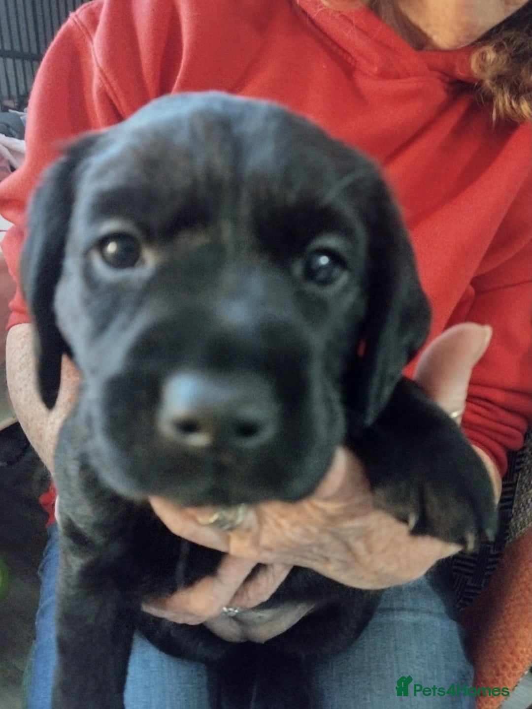Labrador Retriever dogs for sale: Superb Active Family Dogs - Image 3