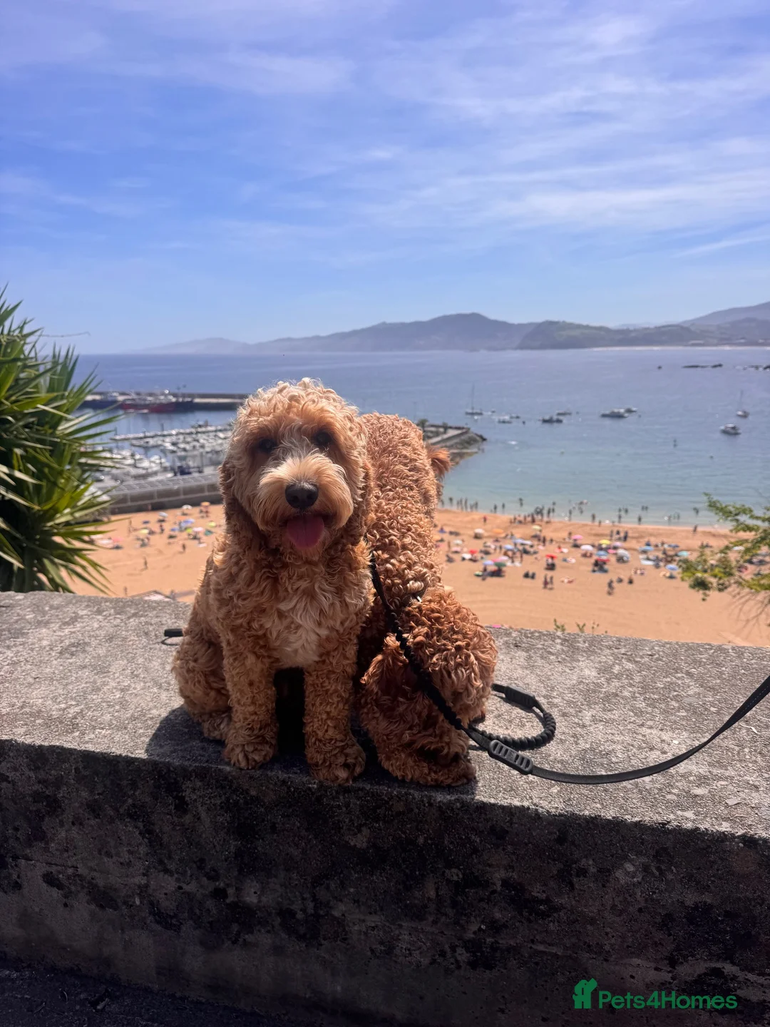 Cockapoo dogs for stud: Handsome F1 miniature cockapoo for stud in Spalding - Advert 2