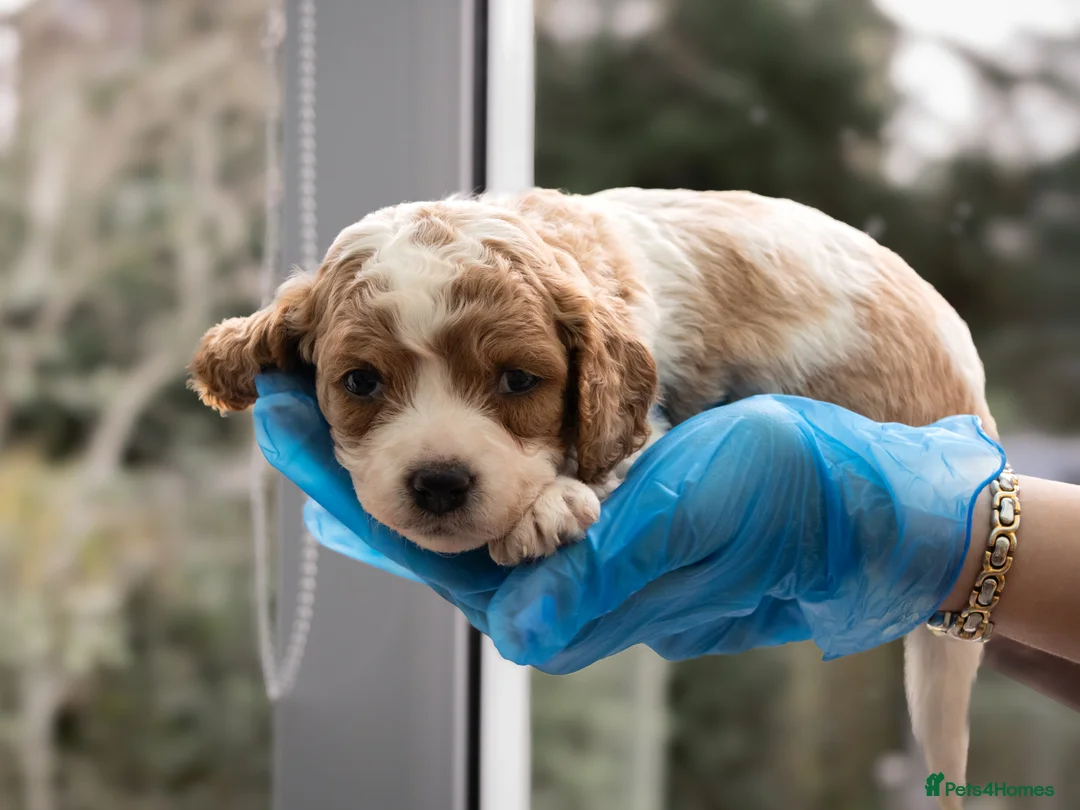 Cavapoo dogs for sale: Adorable Cavapoo Puppies for Sale - Advert 13