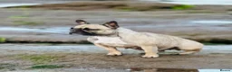 French Bulldog dogs for sale: 2 French bulldogs looking for a new home in Perth - Advert 11