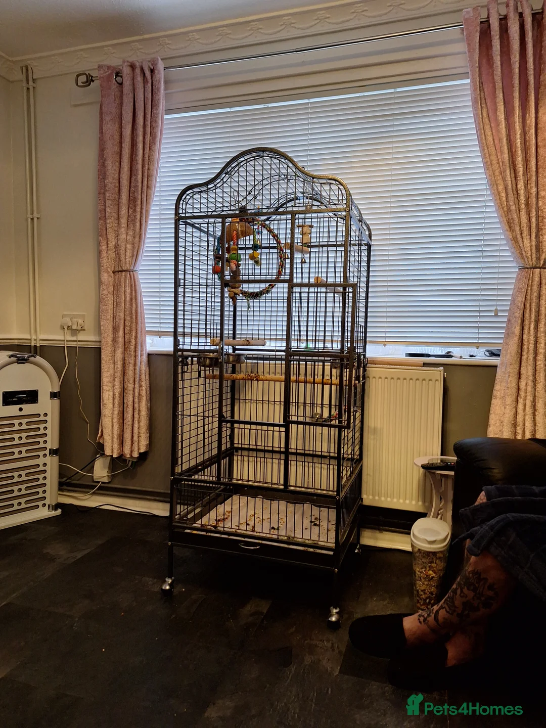 Ringnecks birds for sale: Indian ringneck - Advert 6