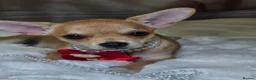 Chihuahua dogs for sale: 🐾Chihuahua Girl ready for forever loving homes - Advert 8