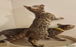 Bengal cats for sale:  🌟 Stunning Bengal Kittens  🌟 🥰🥰 - Image 14