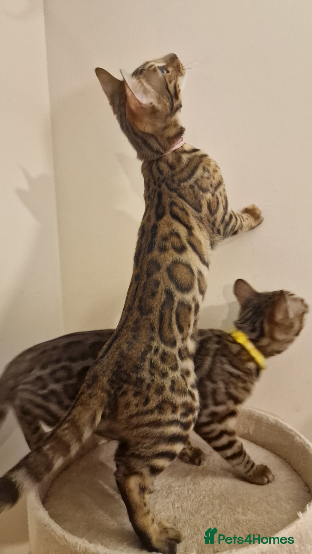 Bengal cats for sale:  🌟 Stunning Bengal Kittens  🌟 🥰🥰 - Image 14