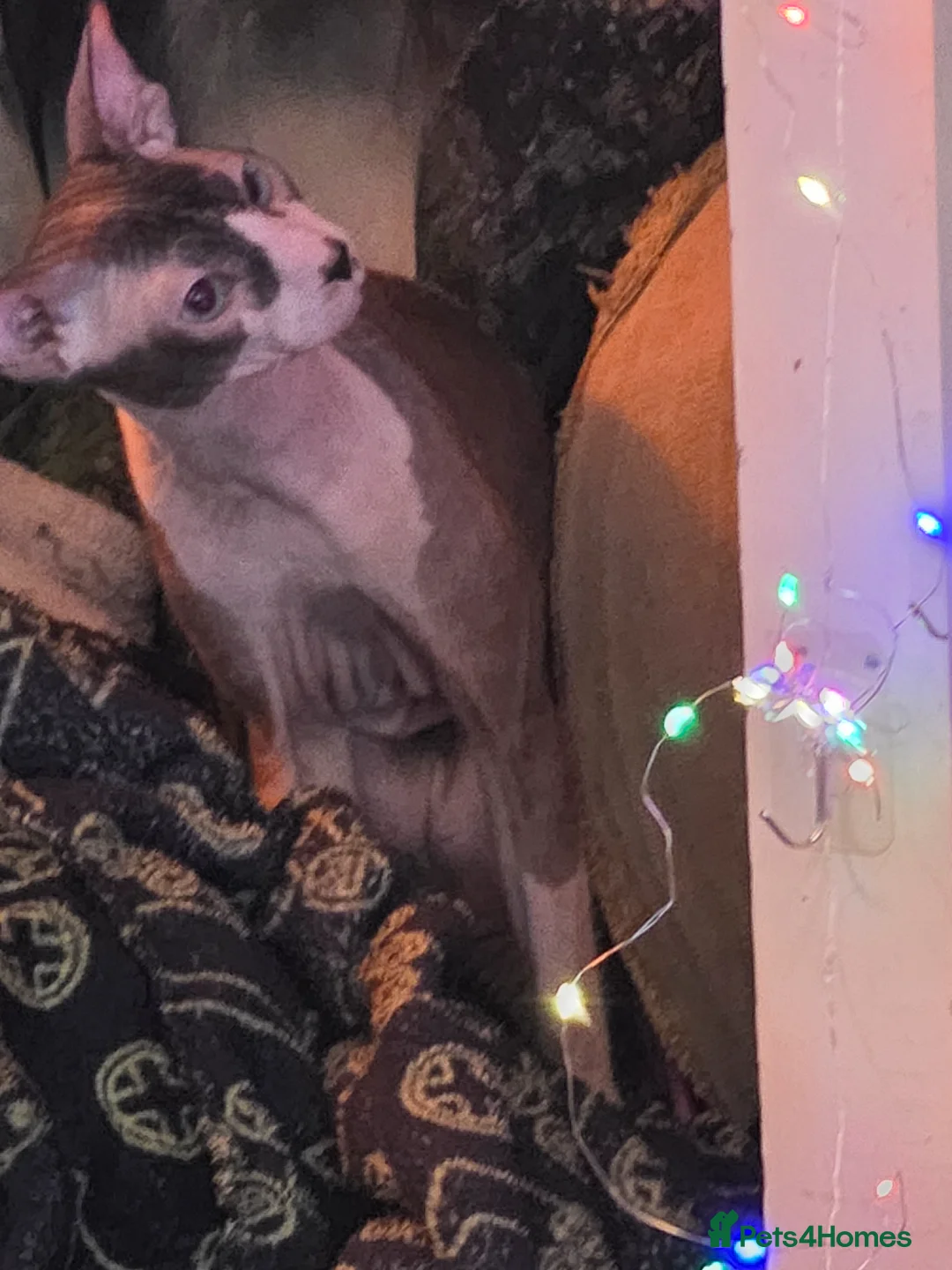 Sphynx cats for sale: Loving sphynx  - Advert 14