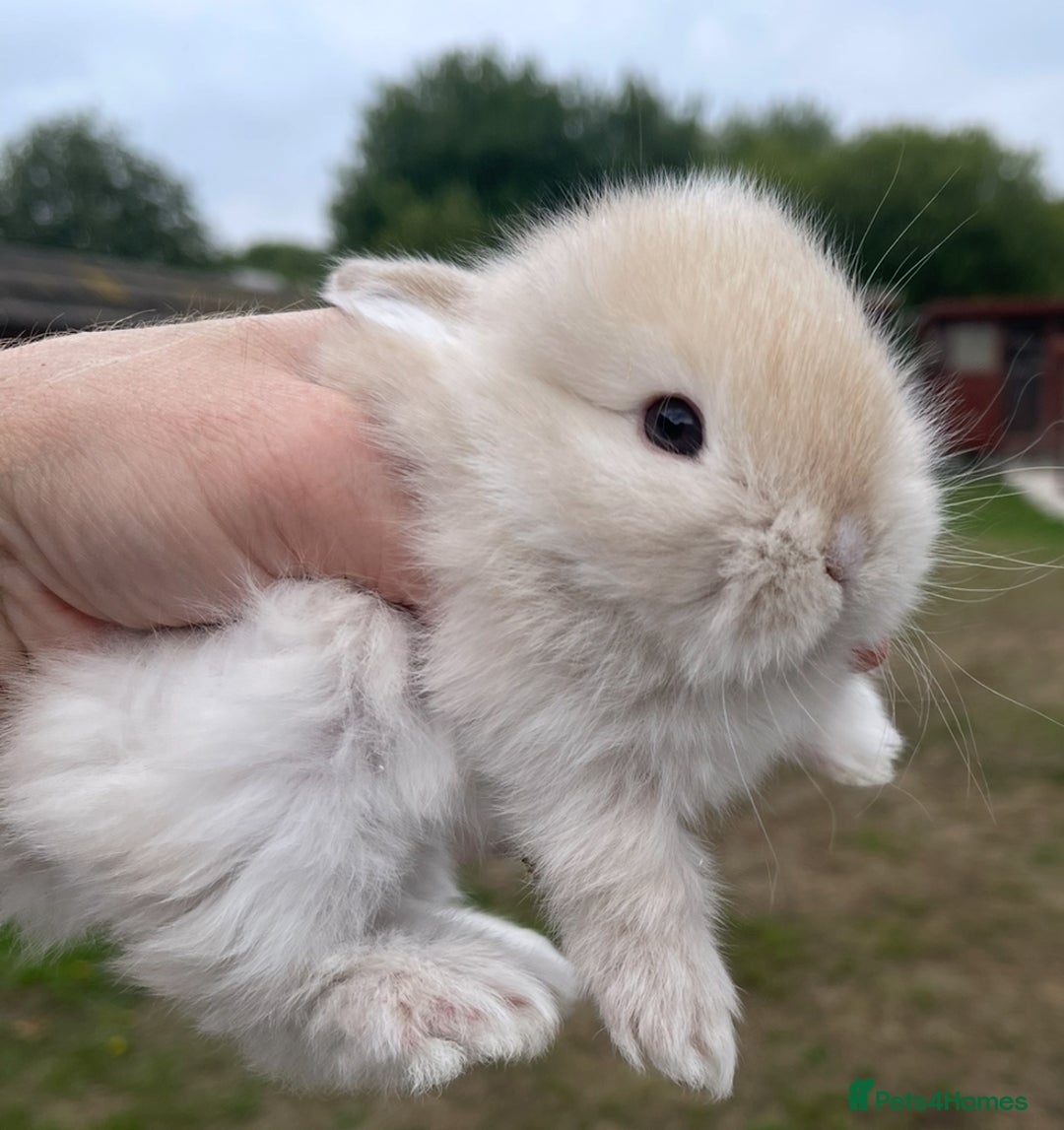 Mini Lop rabbits for sale: Baby mini lops ready to reserve !! - Image 9