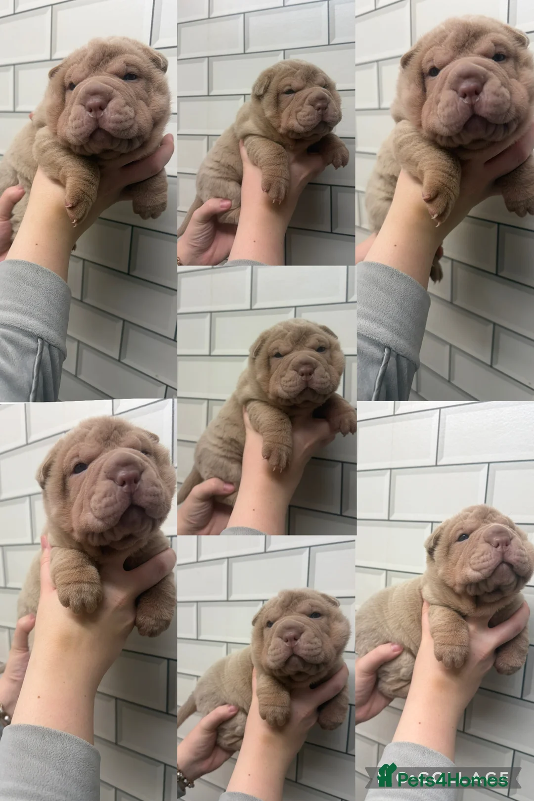 Shar Pei dogs for sale: ✨🐾 Cream Bear Coat Shar Pei Girl Available 🐾✨ - Advert 18