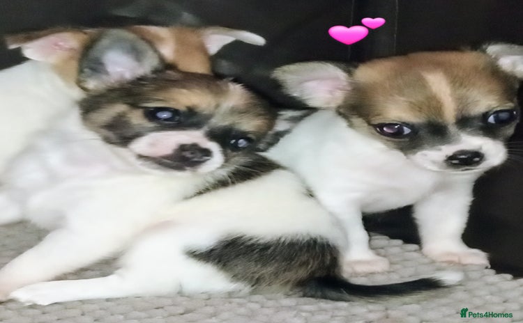 Jack Russell dogs - Advert 1