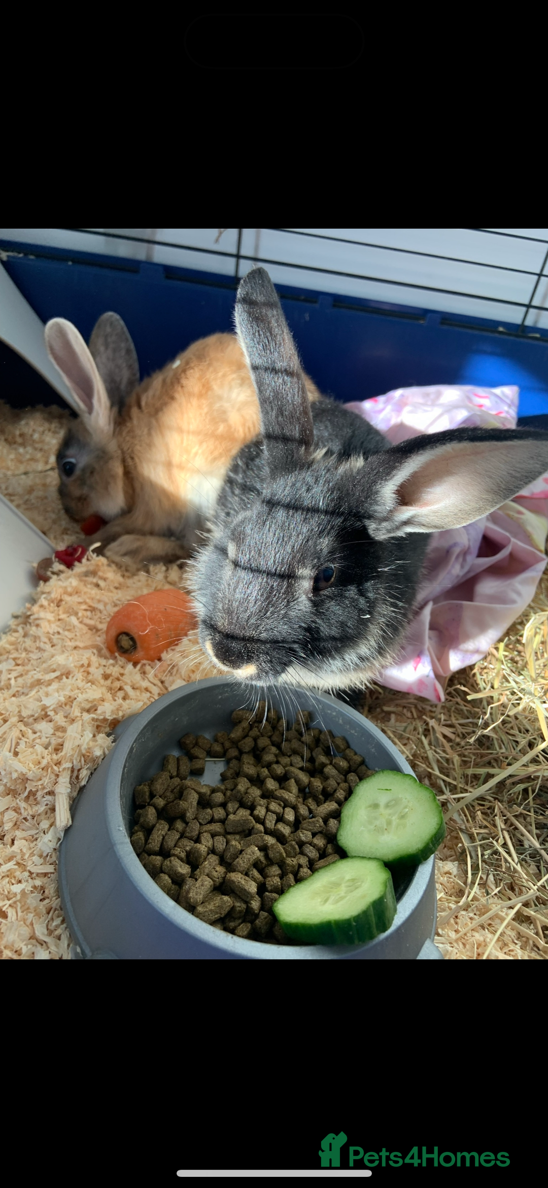 Mixed Breed rabbits for sale: Silver back rabbits - Image 8