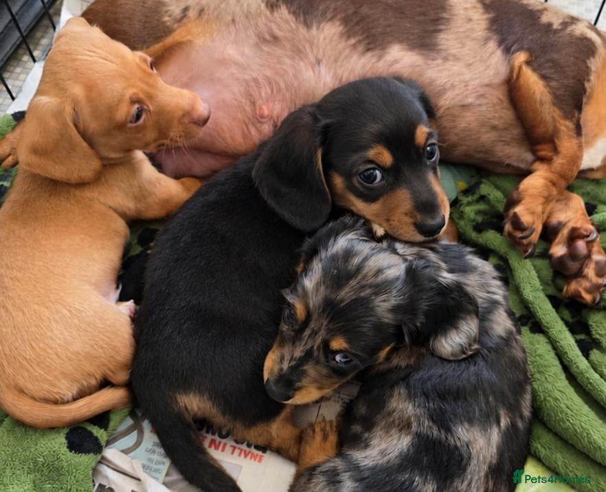 Miniature Dachshund dogs Miniature Dachshunds ready now females - Advert 14