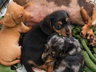Miniature Dachshund dogs Miniature Dachshunds ready now females - Advert 14