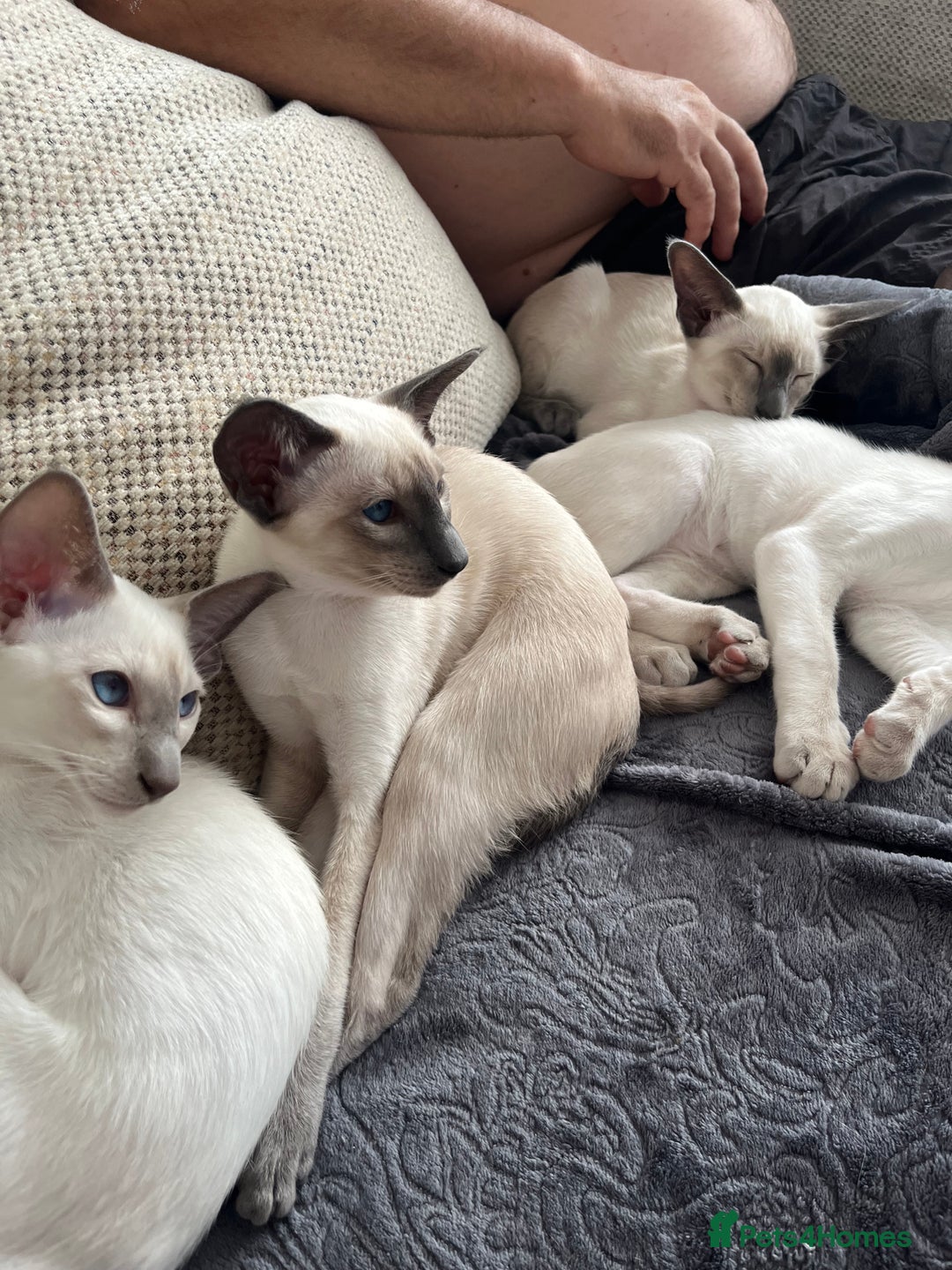 Siamese cats for sale: Stunning New Style Kittens GCCF - Image 9