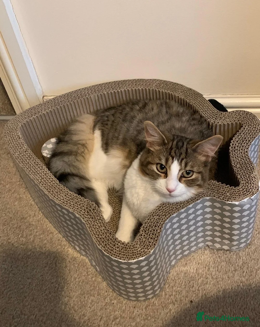 Maine Coon cats for sale: Oakley - Maine coon cross - 7yrs - Advert 7
