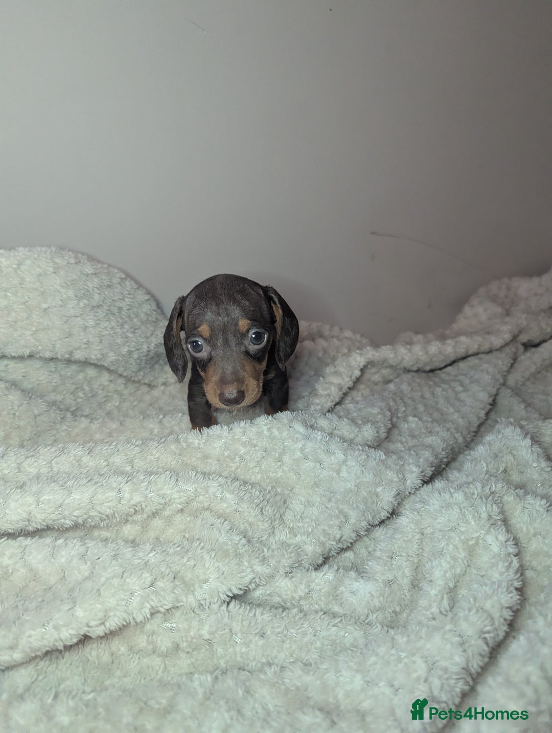 Miniature Dachshund dogs for sale: Miniature dachshund puppies  - Image 5