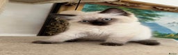 Ragdoll cats for sale: PURE BREED RAGDOLLS 2 LEFT!  - Advert 7