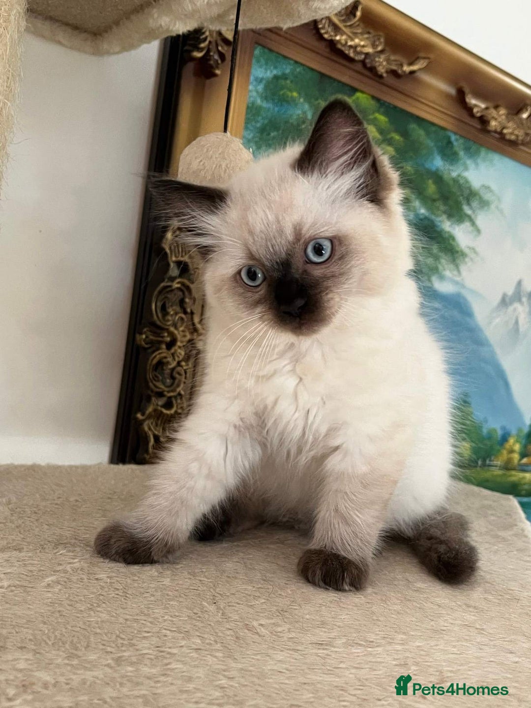 Ragdoll cats for sale: PURE BREED RAGDOLLS 2 LEFT!  - Advert 7