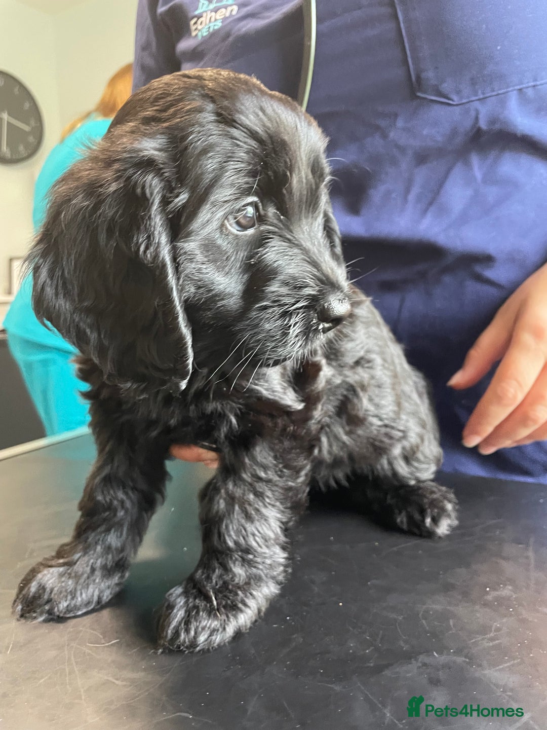Sproodle dogs for sale: 1 Gorgeous F2 Sproodle Girl FULLY Vaccinated - Image 25