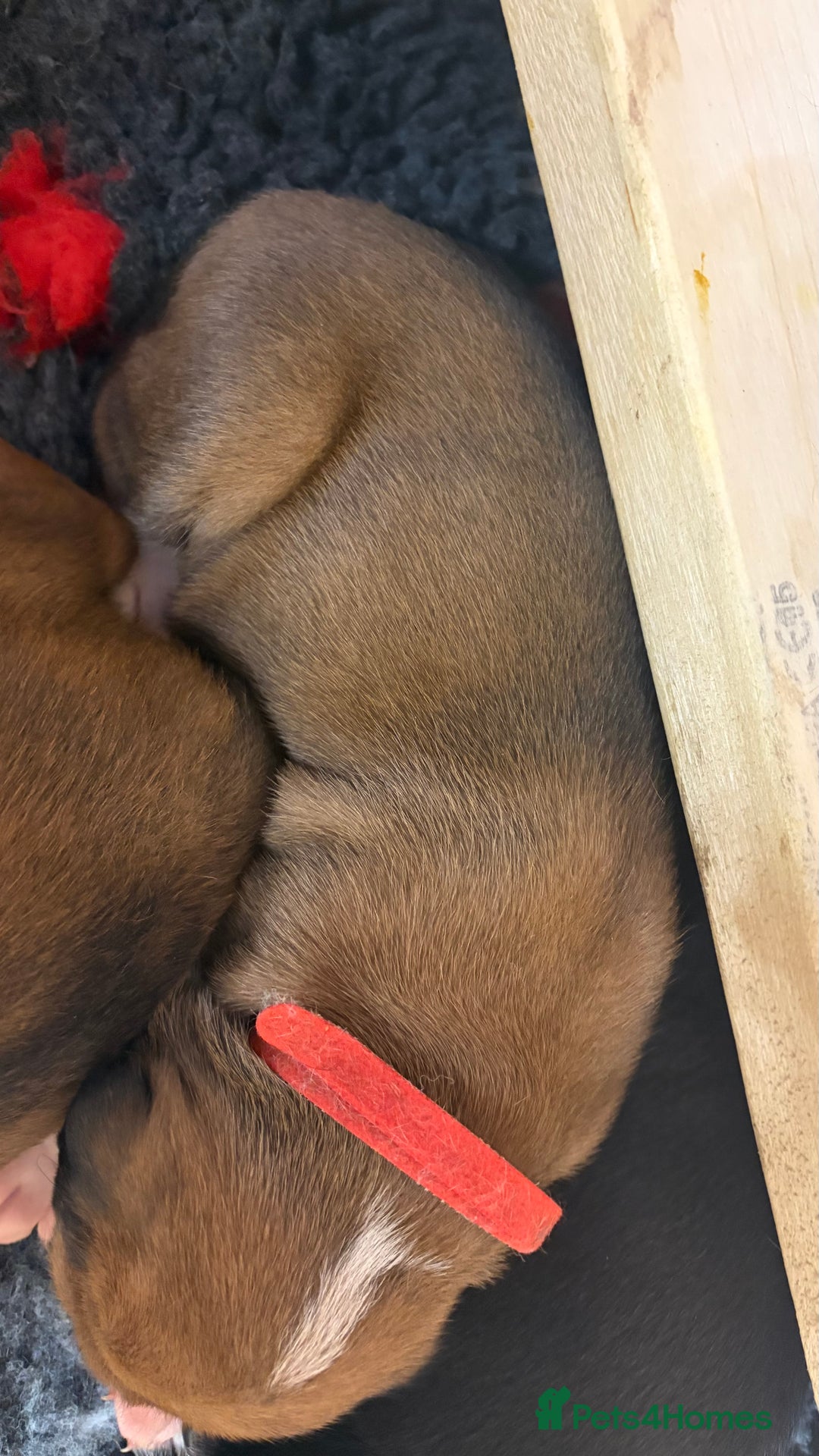 Boxer dogs for sale: Beautiful Boxer Puppies - Advert 17