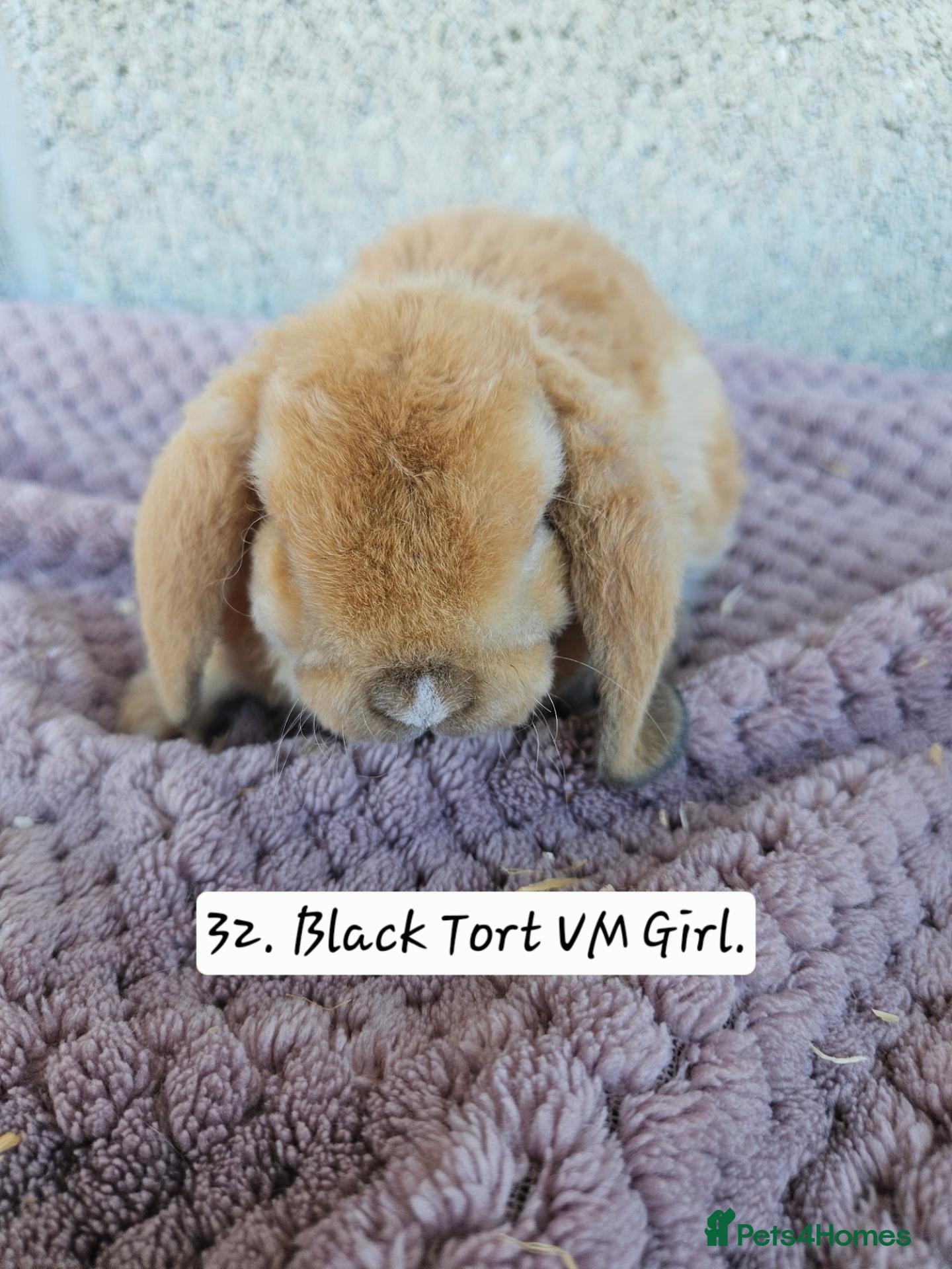 French Lop rabbits 🐻 Ad 2 PUREBRED MINI PLUSH LOPS 💕 - Advert 2