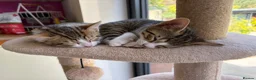 Mixed Breed cats for sale: Mixed breed with bengal in Eastleigh - Advert 8