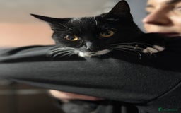 Mixed Breed cats for sale: For free 3 females kittens  - Advert 4