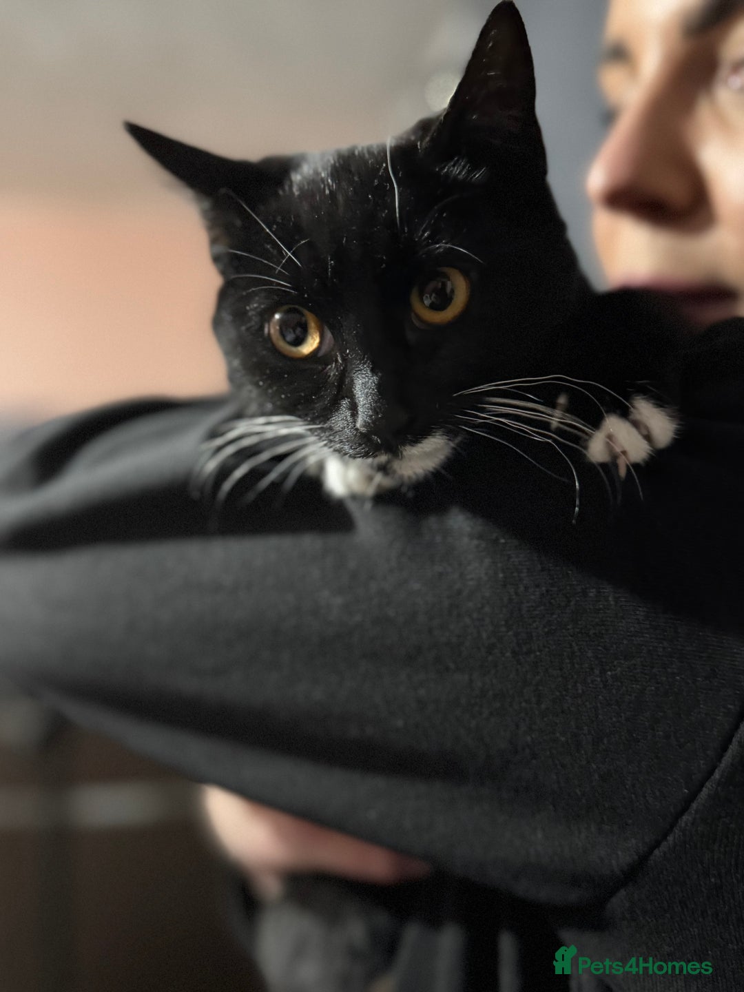 Mixed Breed cats for sale: For free 3 females kittens  - Advert 4