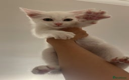 Domestic Shorthair cats for sale: Sweet boy Charlie - Image 5