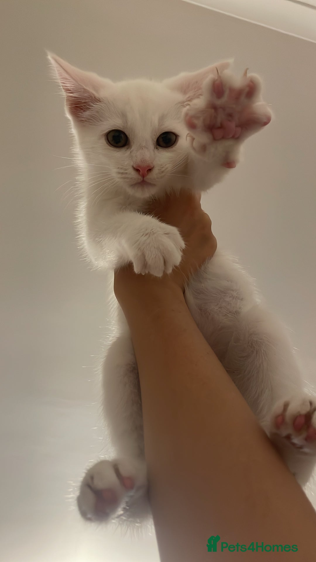 Domestic Shorthair cats for sale: Sweet boy Charlie - Image 5
