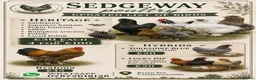 Hens poultry for sale: Sedgeway Poultry  in ELY - Advert 1