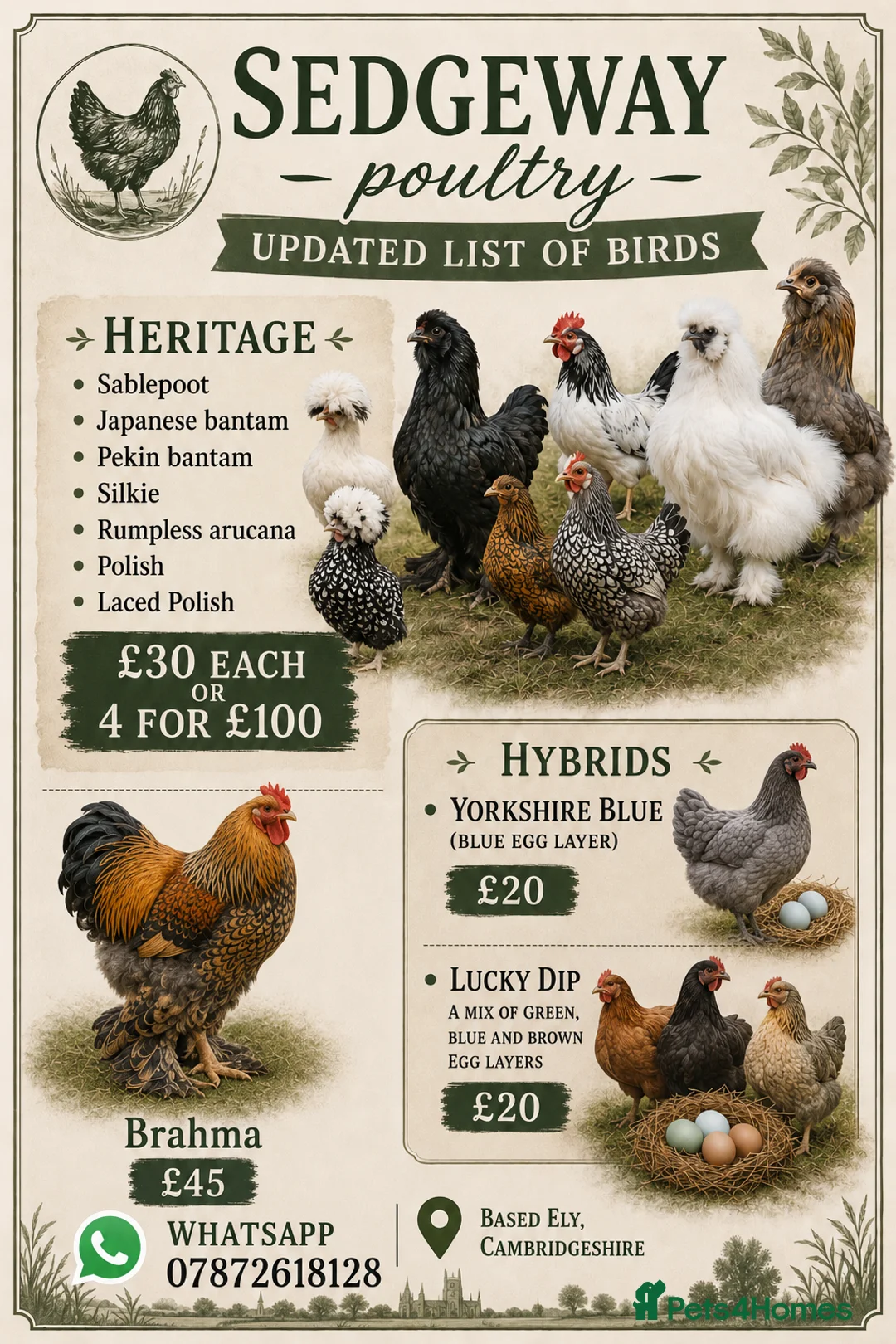 Hens poultry for sale: Sedgeway Poultry  in ELY - Advert 1