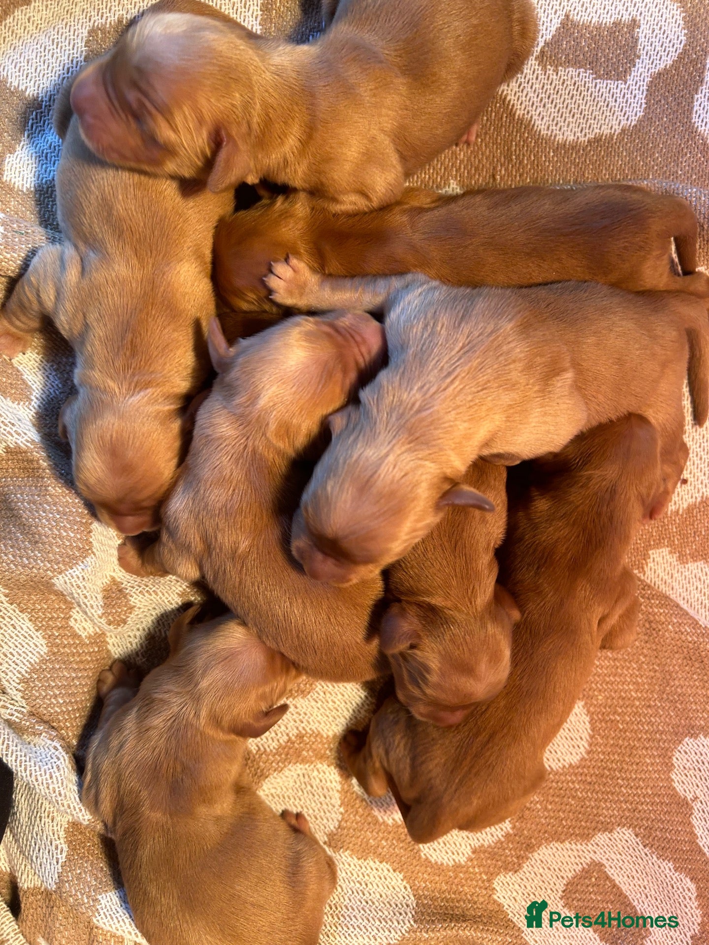 Golden Retriever dogs 🐾💛 Golden retriever puppies available 💛🐾 - Advert 6