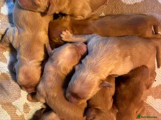 Golden Retriever dogs 🐾💛 Golden retriever puppies available 💛🐾 - Advert 15