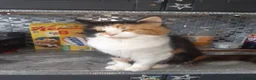 Mixed Breed cats for sale: 5 kittens available from a litter of 6 - Advert 9