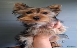 Yorkshire Terrier dogs for sale: Beautiful Toy Yorkshire Terrier puppies - Image 6