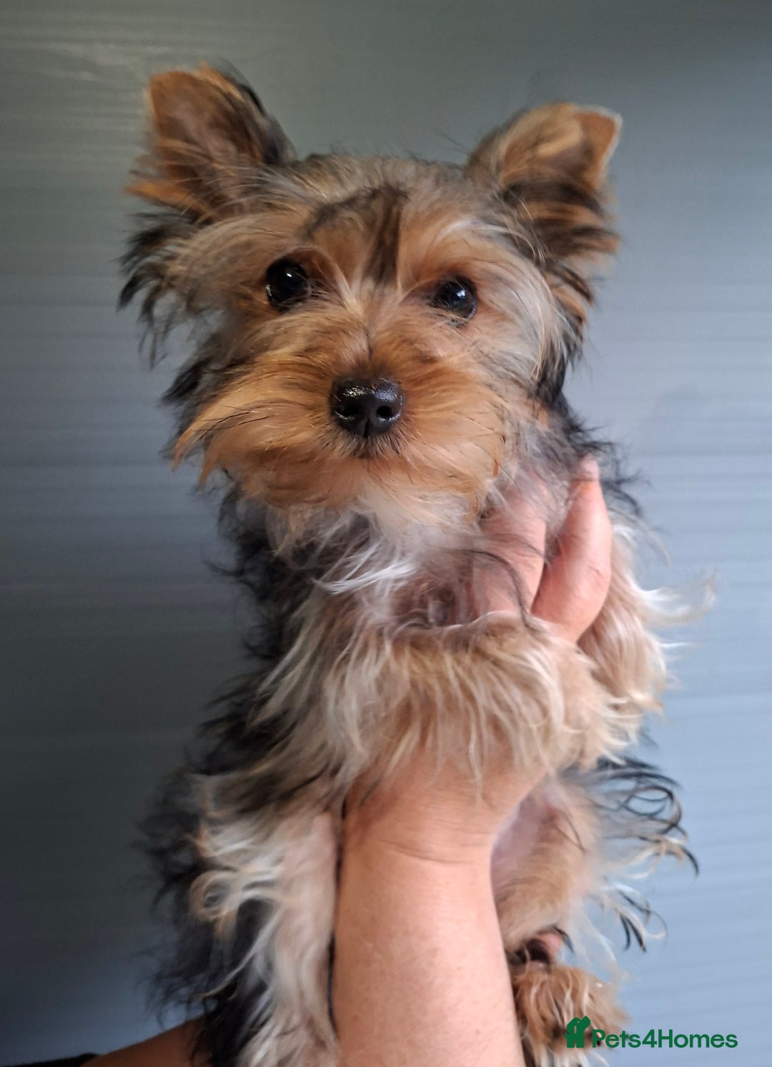 Yorkshire Terrier dogs for sale: Beautiful Toy Yorkshire Terrier puppies - Image 6
