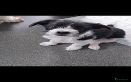 Mixed Breed dogs for sale: Male Lhasa Jack 11 weeks old - Image 1