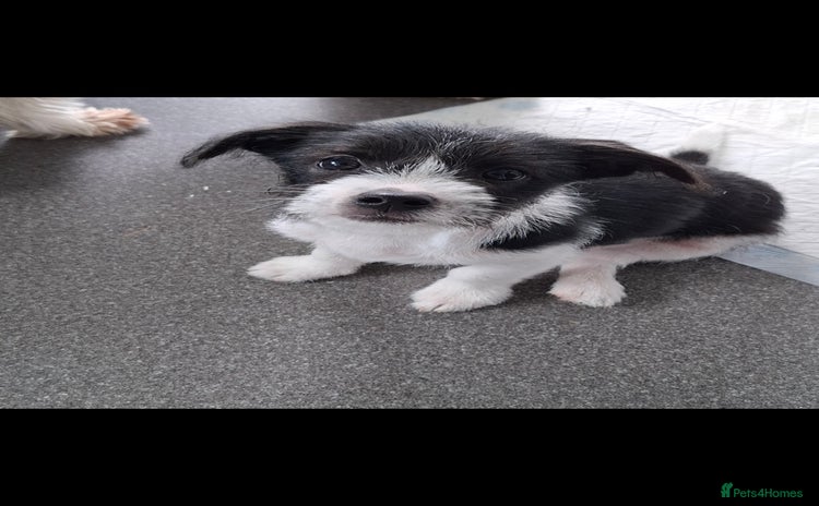 Mixed Breed dogs - Advert 6