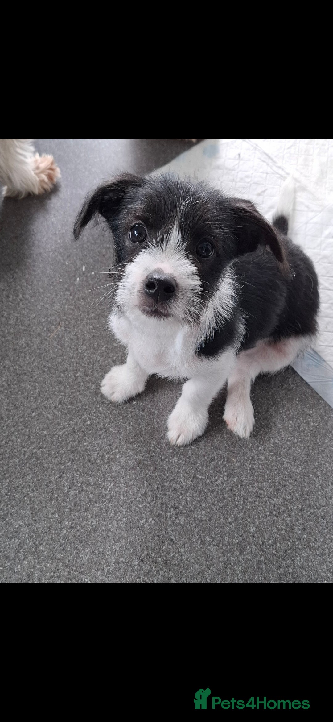 Mixed Breed dogs for sale: Male Lhasa Jack 11 weeks old - Image 1