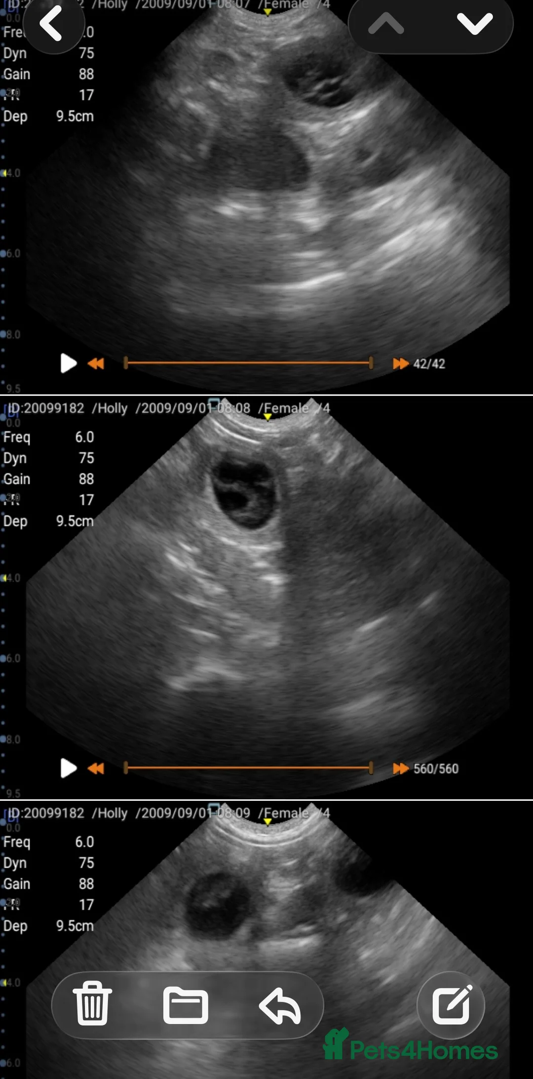 Australian Labradoodle dogs for sale: Australian Labradoodles - Advert 2