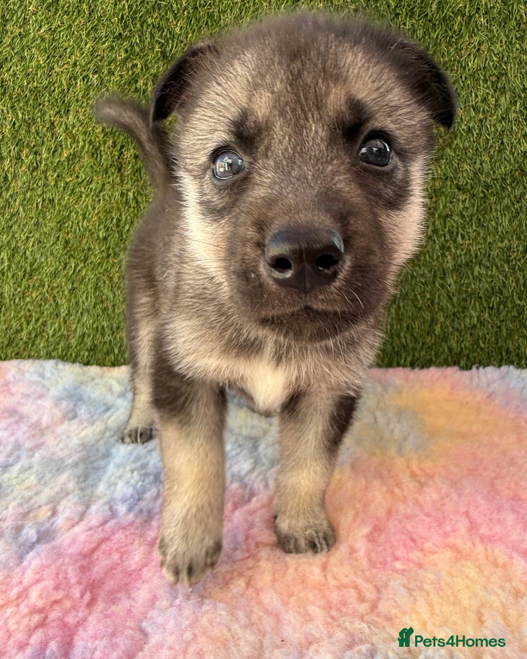 Siberian Husky dogs for sale: Kc Registered Agouti Male Puppy - Image 10