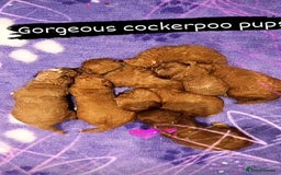 Cockapoo dogs for sale: American cockerpoo licensed Breeder health tested  - Image 20
