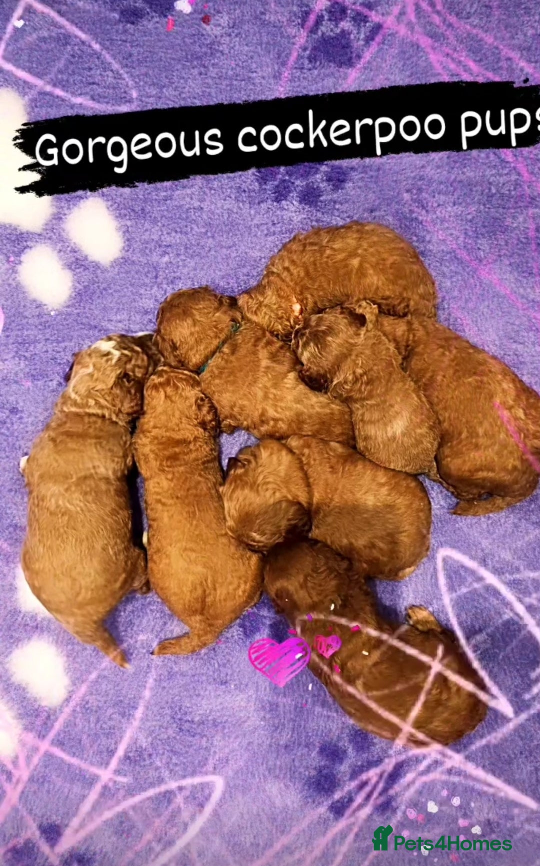 Cockapoo dogs for sale: American cockerpoo licensed Breeder health tested  - Image 20