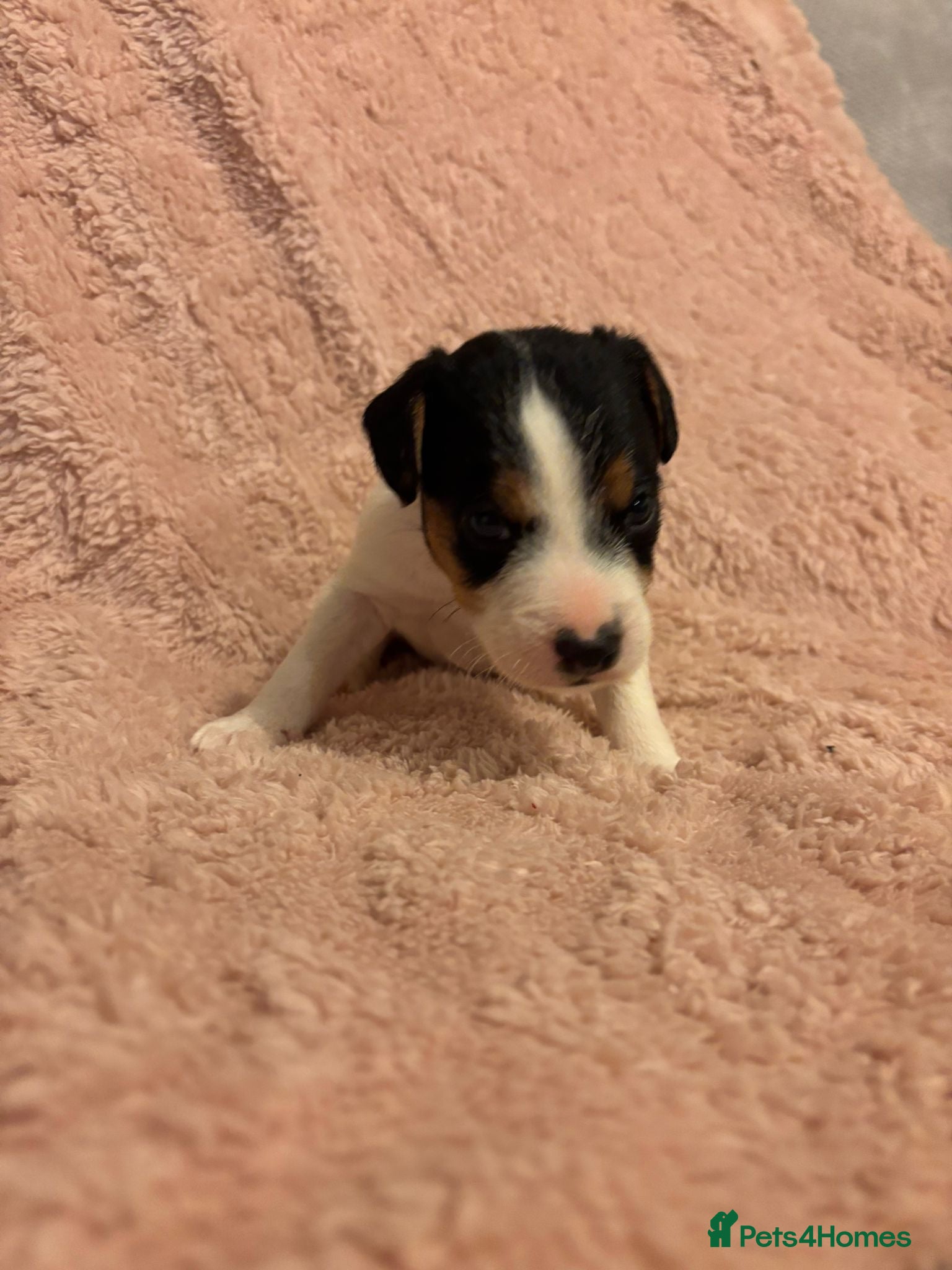 Mixed Breed dogs Docked Patterdale x parson Russel terriers  - Advert 15