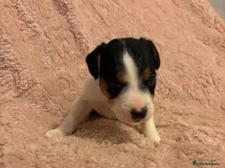 Mixed Breed dogs Docked Patterdale x parson Russel terriers - Advert 15