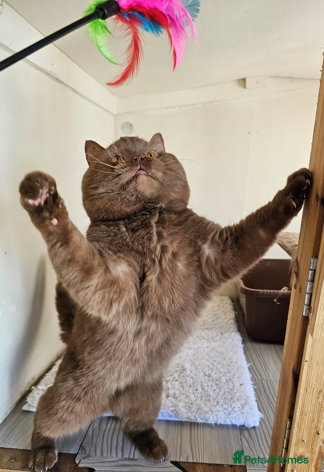 British Shorthair cats for stud: stud boys in Rhyl - Advert 4