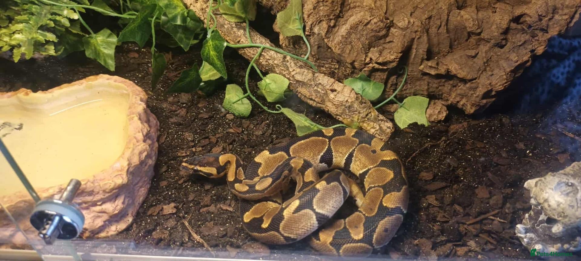 Python Snake reptiles Male Royal Python  - Advert 1