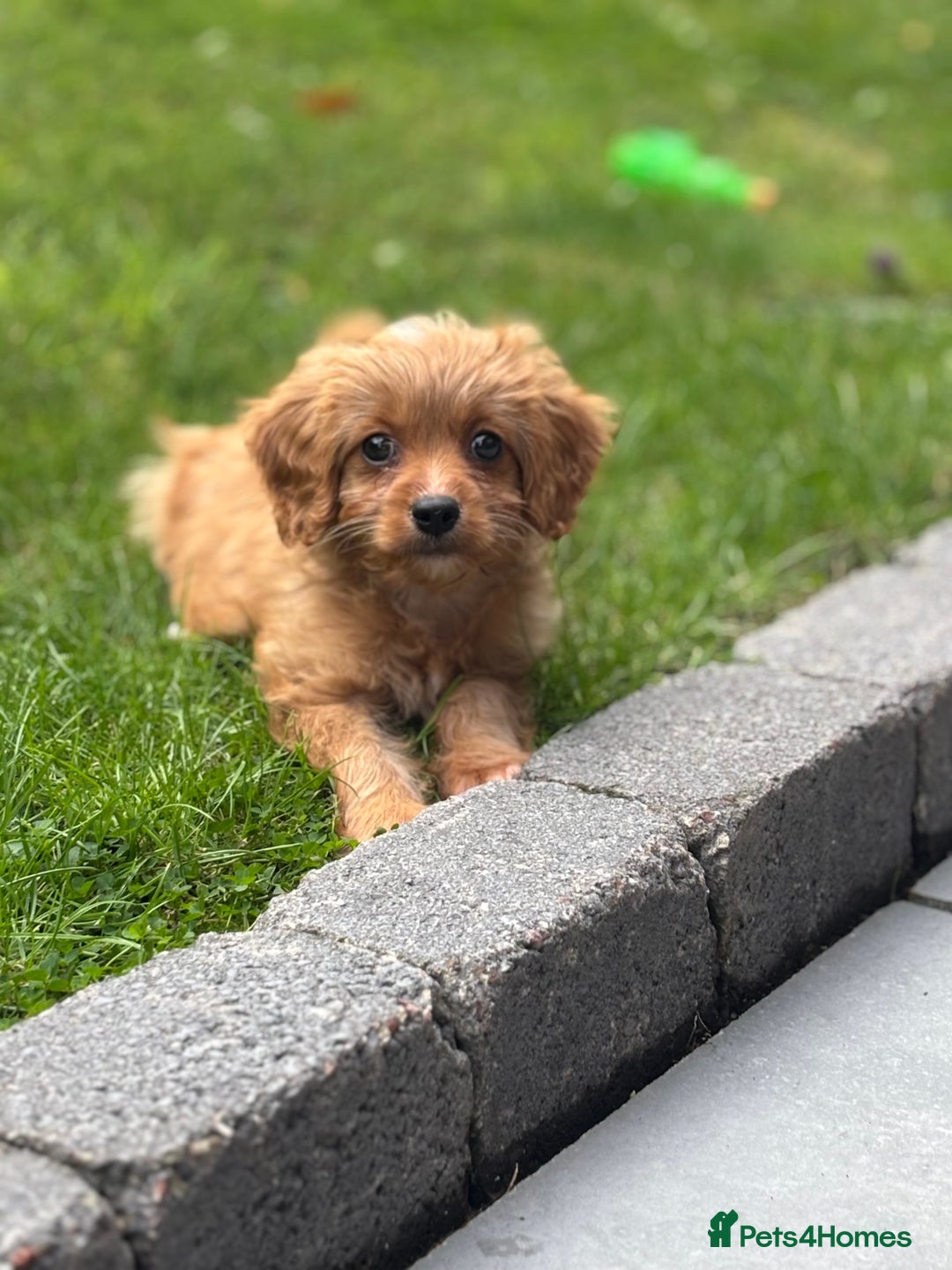Cavapoo dogs for sale: Cavapoo pup  - Image 3