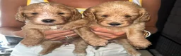 Cockapoo dogs for sale: Beautiful Cockerpoo puppies Mixture of colours  in Staines - Advert 5